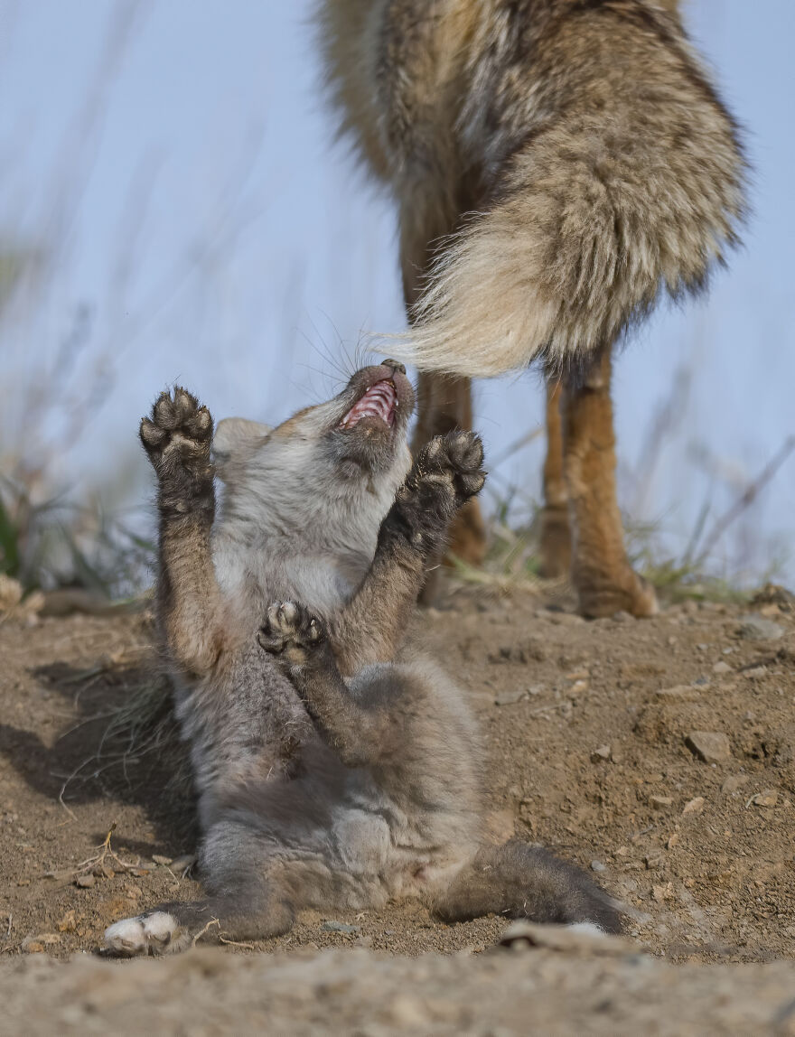 Cuteness Alert: The Spring I Observed A Red Fox Den (16 Pics) Cuteness Alert: The Spring I Observed A Red Fox Den (16 Pics)