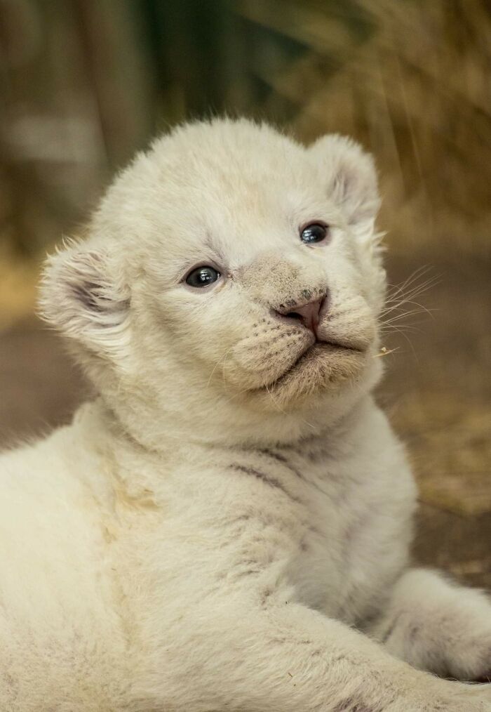 Rare White Lion Cubs Born At Skopje Zoo (11 Pics)