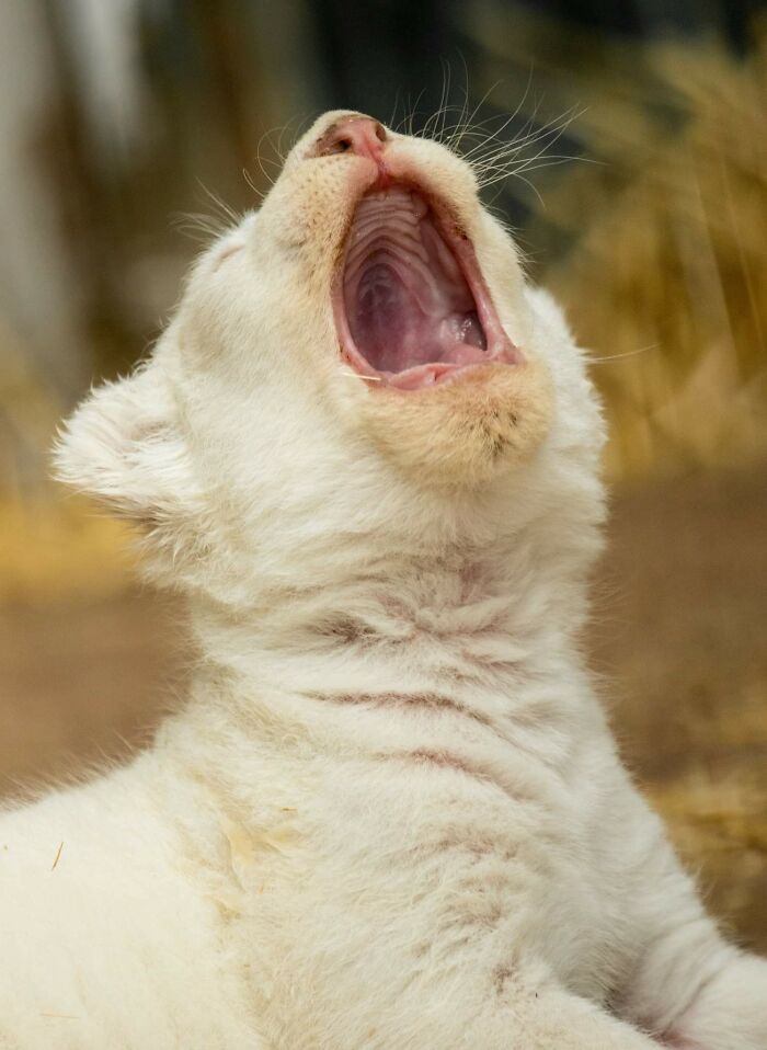 Rare White Lion Cubs Born At Skopje Zoo (11 Pics)
