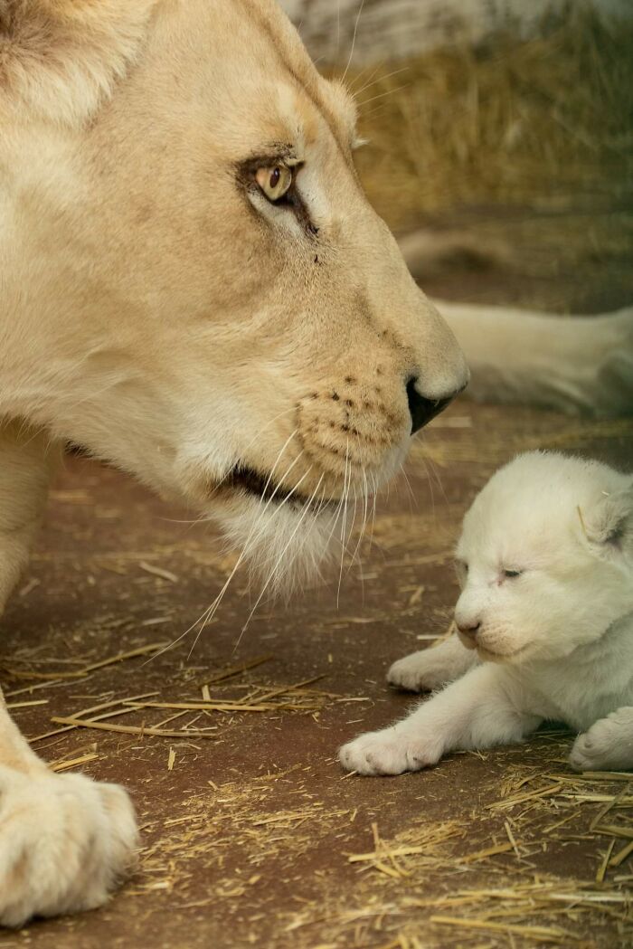 Rare White Lion Cubs Born At Skopje Zoo (11 Pics)