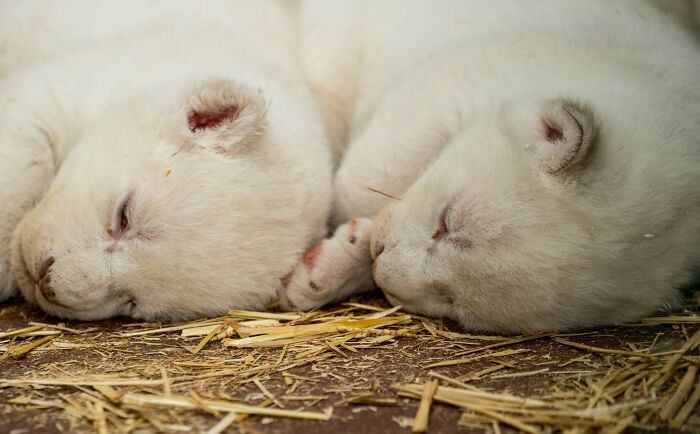 Rare White Lion Cubs Born At Skopje Zoo (11 Pics)