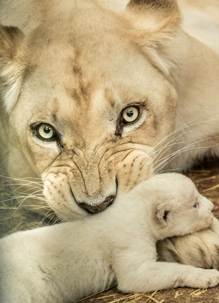 Rare White Lion Cubs Born At Skopje Zoo (11 Pics)