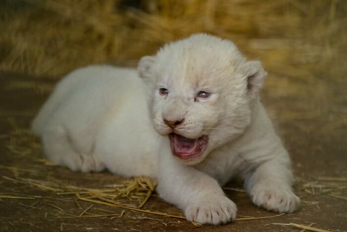 Rare White Lion Cubs Born At Skopje Zoo (11 Pics)