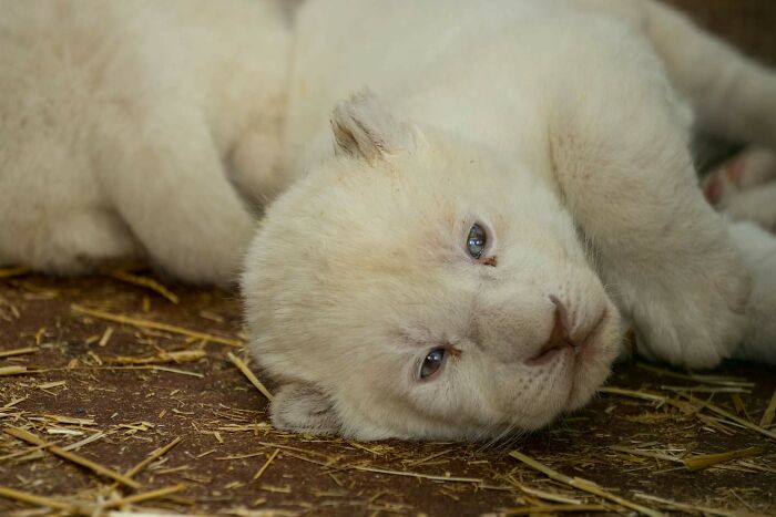Rare White Lion Cubs Born At Skopje Zoo (11 Pics)