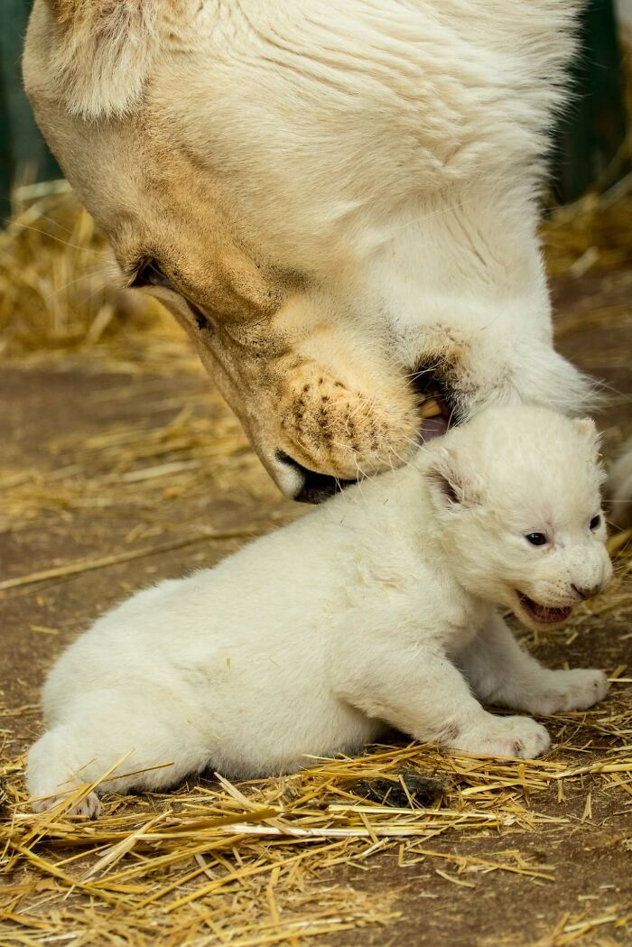 Rare White Lion Cubs Born At Skopje Zoo (11 Pics)