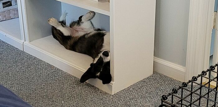 Holly Bear Snoozing On The Shelf.