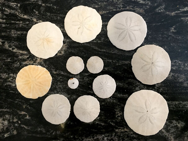 Sand Dollars