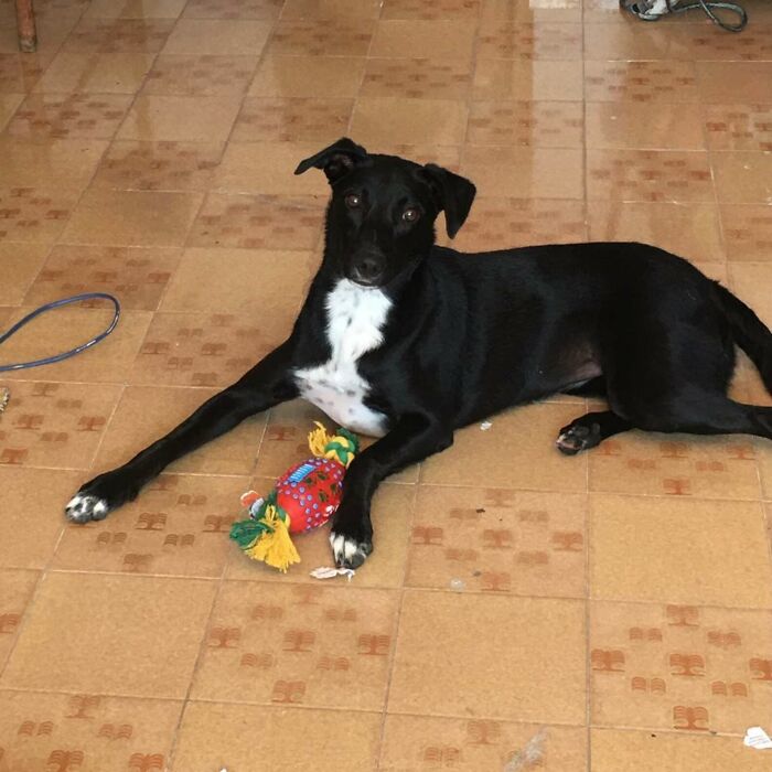 Home Camera Caught This Owner And Dog's Adorable Nighttime Routine, And The Video Of It Went Viral