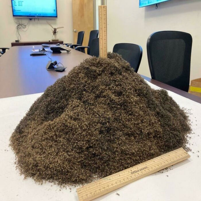 What 1,000,000 Mosquitos Looks Like. Caught In A Trap In Sanibel, Florida.