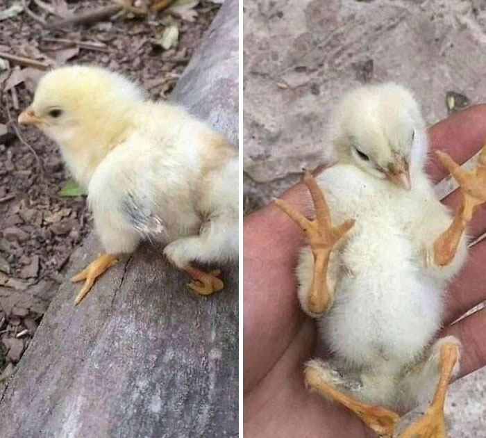 Pollito nacido con un defecto genético, así que tiene 4 patas