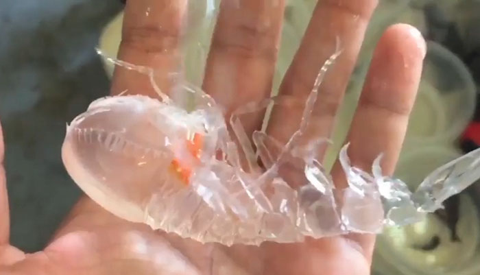 A Scientist From Oregon Found This Sea Creature Called Cystisoma