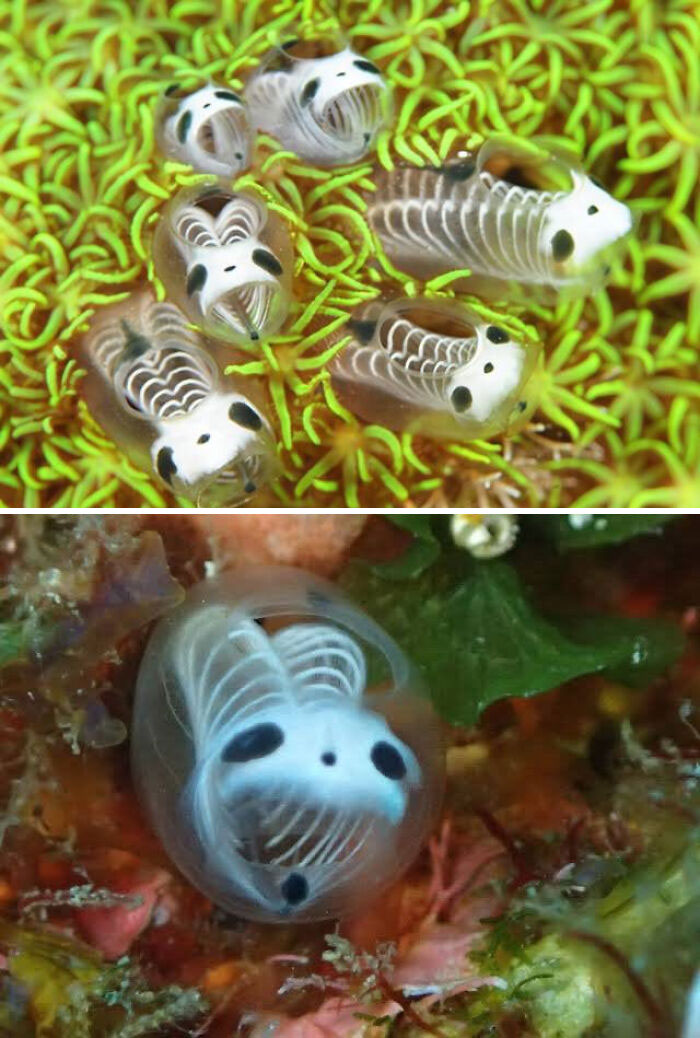 Skeleton Panda Sea Squirts