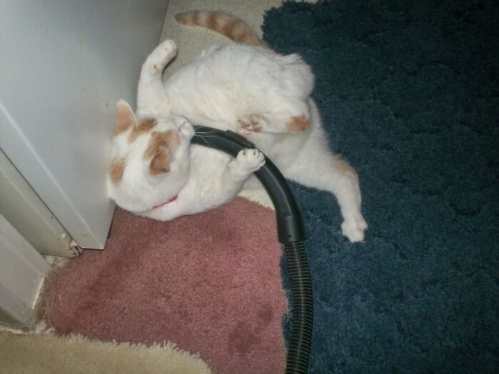 Simon Loves The Vacuum Cleaner (It's On!)