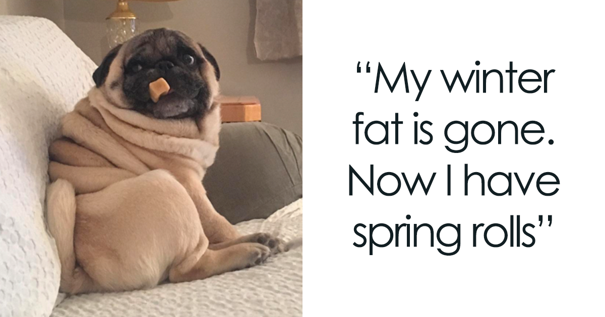 Springbok Puns 117 Spring Puns That Might Sprout Some Happiness | Bored Panda
