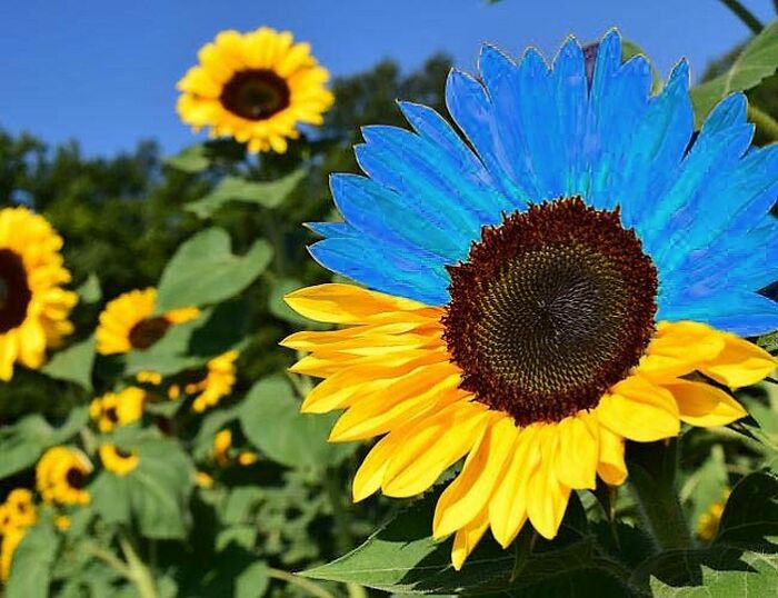 Ukrainian Flag Colored Sunflower