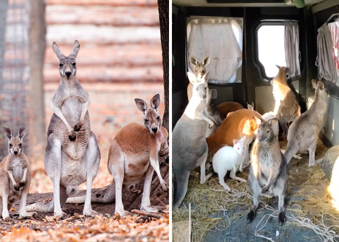 Man Drives 10 Kangaroos To Safety With His Van From A Zoo In Kharkiv That Suffered An Attack