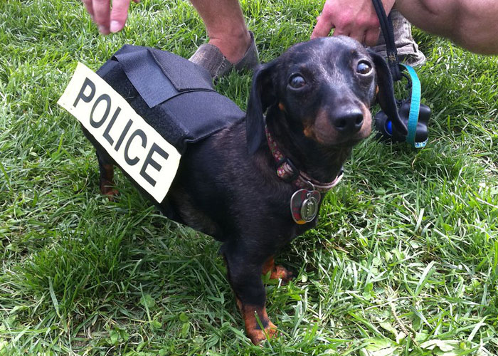 Video Captures The Tiniest Police Pup Doing Rounds Around An Airport, Amasses 9M Views