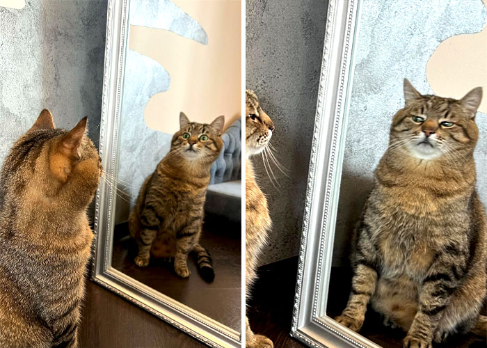 Stepan, el famoso gato ucraniano, huyó junto a su familia y encontró refugio en Francia