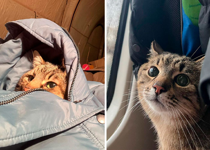 Stepan, el famoso gato ucraniano, huyó junto a su familia y encontró refugio en Francia