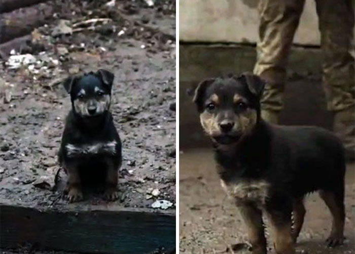 Este cachorro rescatado por soldados ucranianos se convierte en un fiel perro guardián