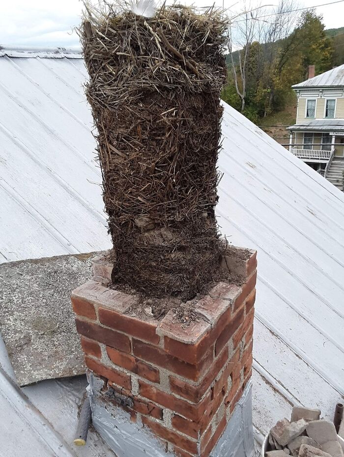 Tearing Down An Unused Chimney Only To Find 25 Generations Of Stacked Up Birds Nests