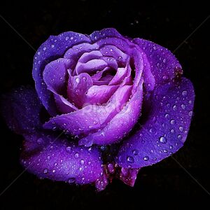 clairejiang100 avatar