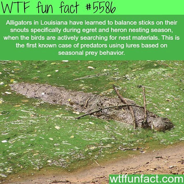 Weird-Fun-Facts