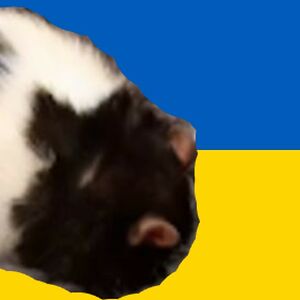 rattusnorvegicus avatar