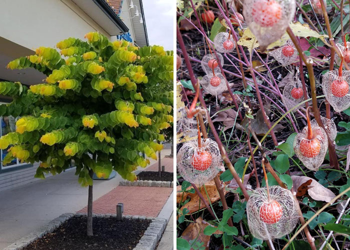 40 Of The Most Mysterious Plants These People Found And Asked What They Are