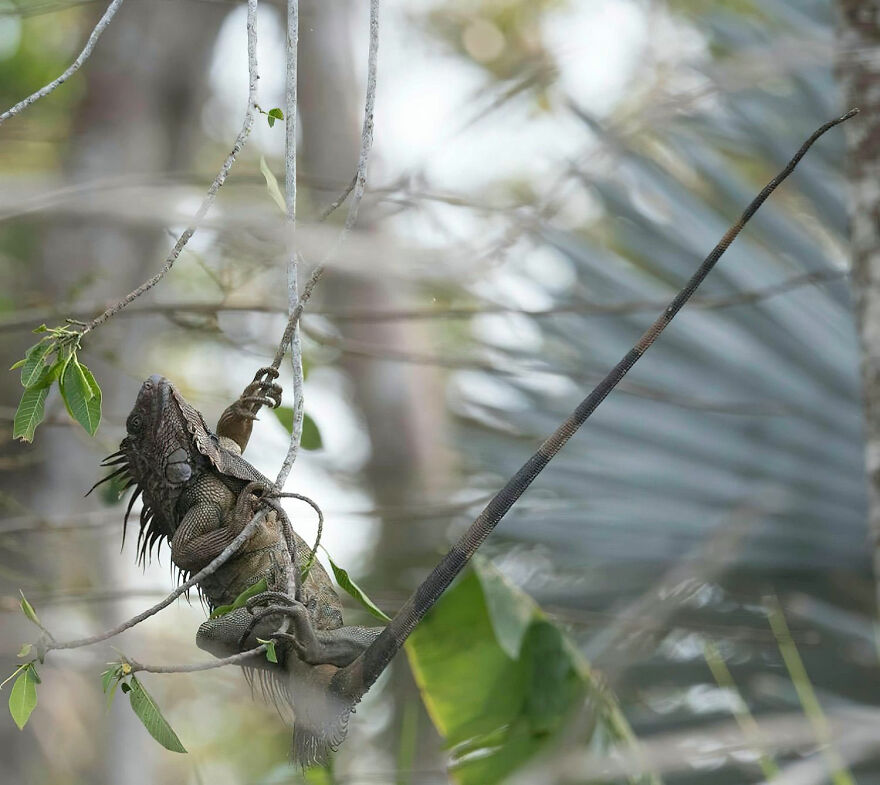 Behaviour Amphibians And Reptiles, Bronze: Patrick Nowotny, USA