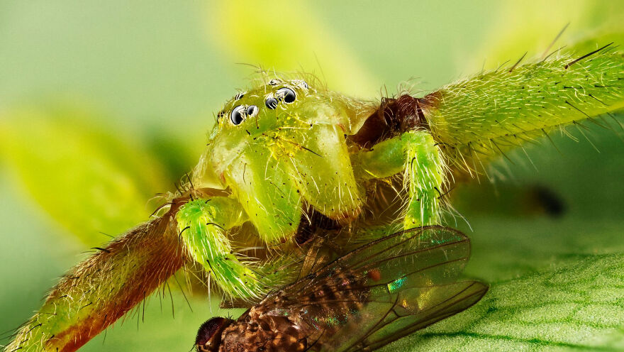 Behaviour Invertebrates, Bronze: Irina Petrova Adamatzky, UK