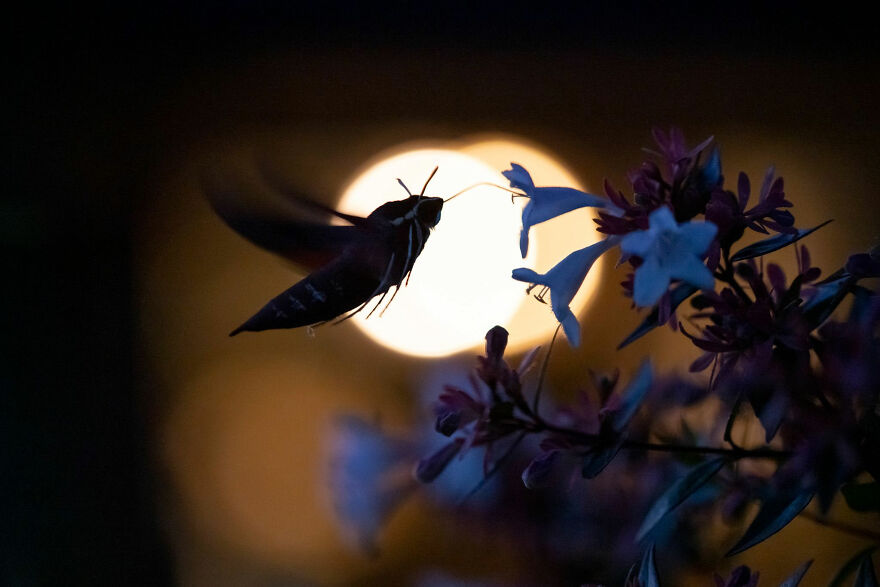 Behaviour Invertebrates, Silver: Clincoln Macgregor, Australia