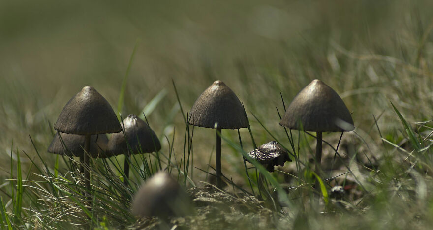 Plants And Fungi, Bronze: Jan Czeczotka, Germany