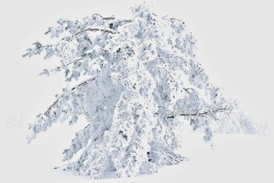 Plants And Fungi, Silver: Vladislav Tasev, UK