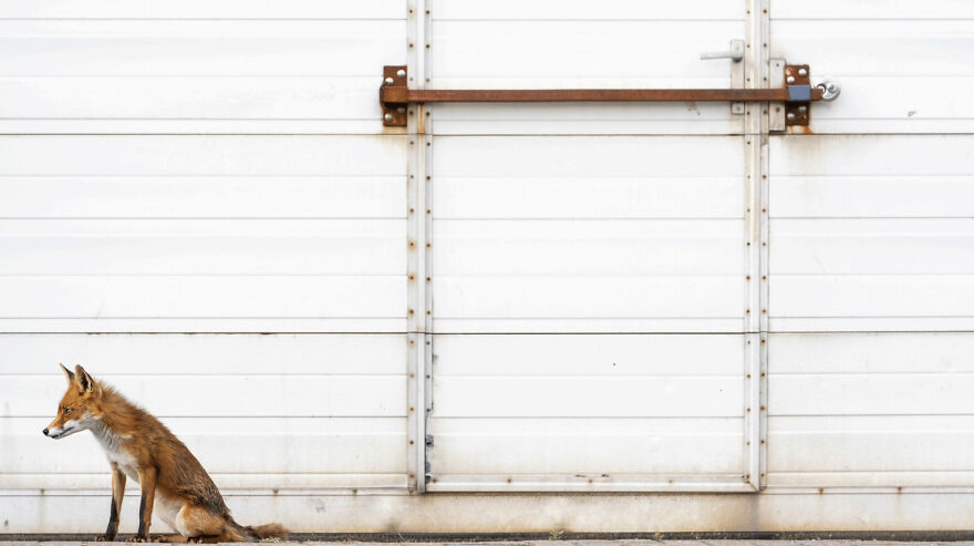 Urban Wildlife, Bronze: Alex Pansier, Netherlands