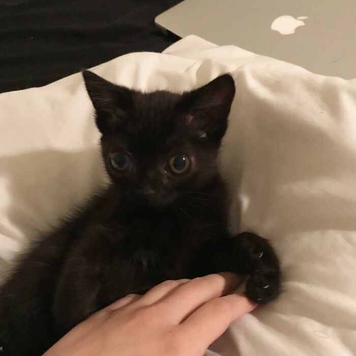 Black Cat With Huge Eyes And Paws Named Mayor Of Town Called Hell