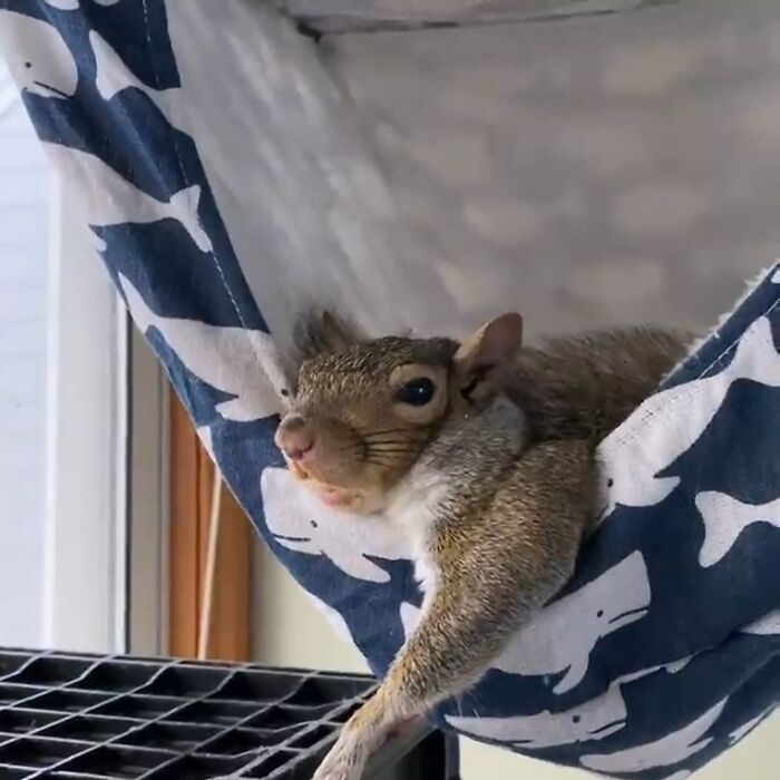 Woman Sheltered A Squirrel She Found In Her Garden Hoping To Release Him Eventually, The Squirrel Decided To Stay With Her Woman Sheltered A Squirrel She Found In Her Garden Hoping To Release Him Eventually, The Squirrel Decided To Stay With Her