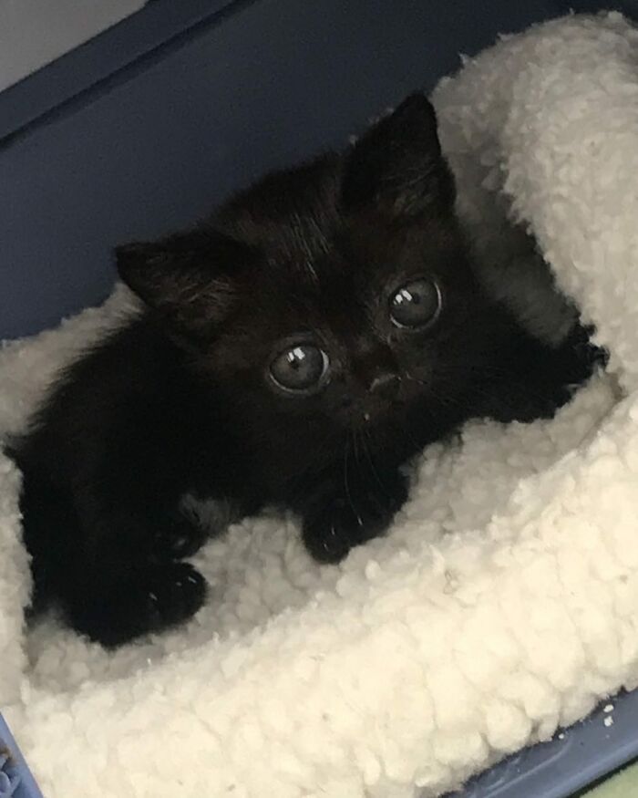 Black Cat With Huge Eyes And Paws Named Mayor Of Town Called Hell