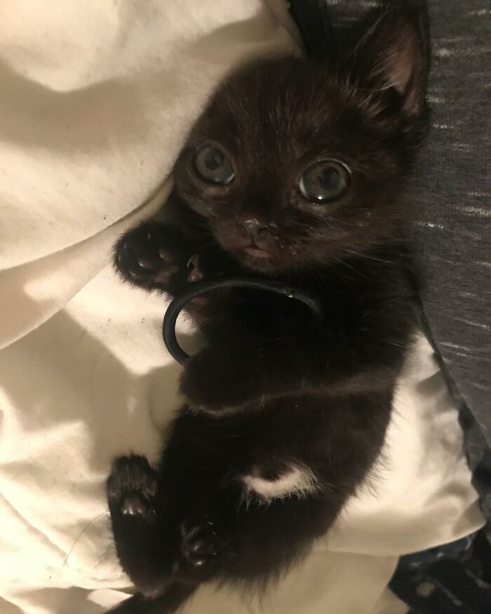 Black Cat With Huge Eyes And Paws Named Mayor Of Town Called Hell