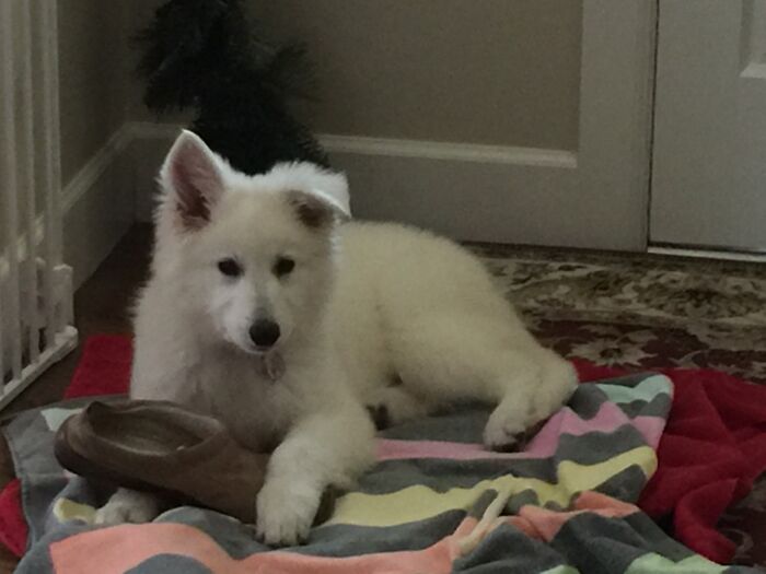 Stella Wants The Slipper