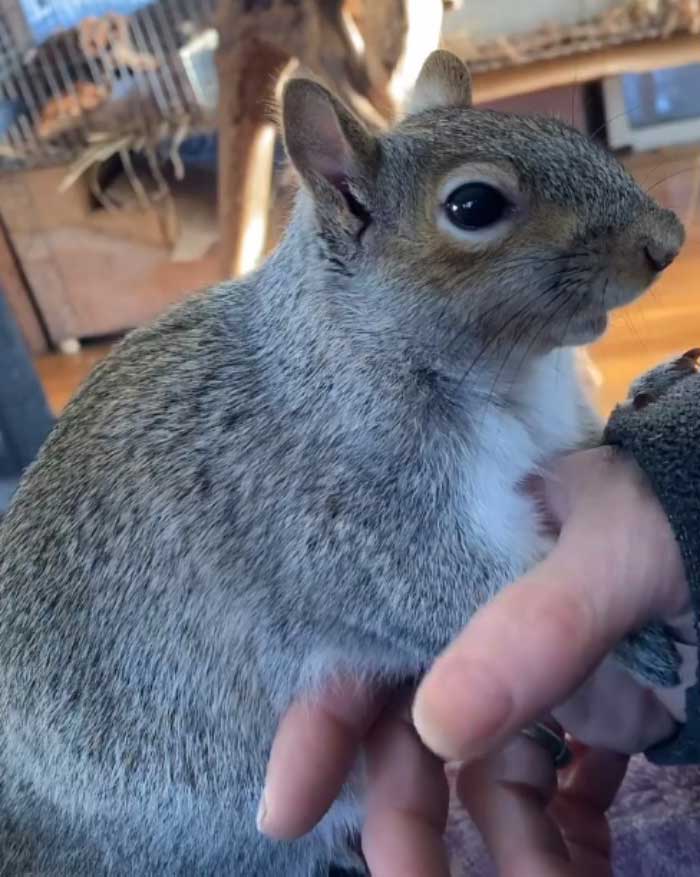 Woman Sheltered A Squirrel She Found In Her Garden Hoping To Release Him Eventually, The Squirrel Decided To Stay With Her Woman Sheltered A Squirrel She Found In Her Garden Hoping To Release Him Eventually, The Squirrel Decided To Stay With Her