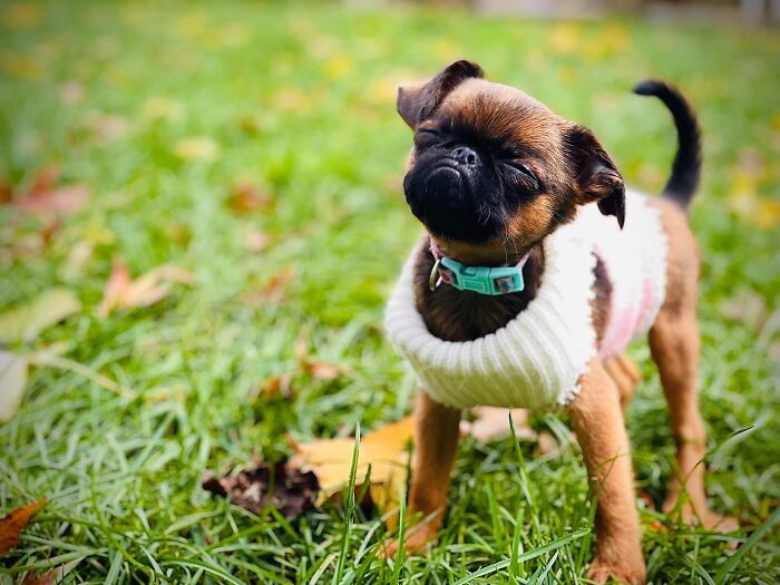 Meet Wednesday The Griff. Grumpy Bat Cat Dog, Love Of Our Lives