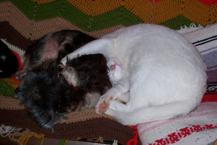 Life Long Cuddle Buddies