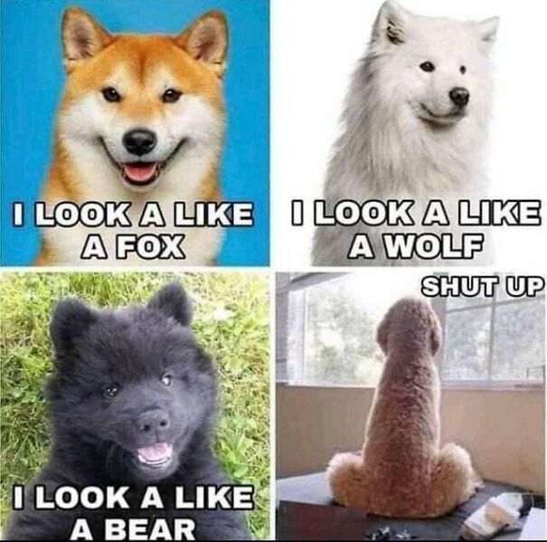 15 Of The Cutest Dog Memes