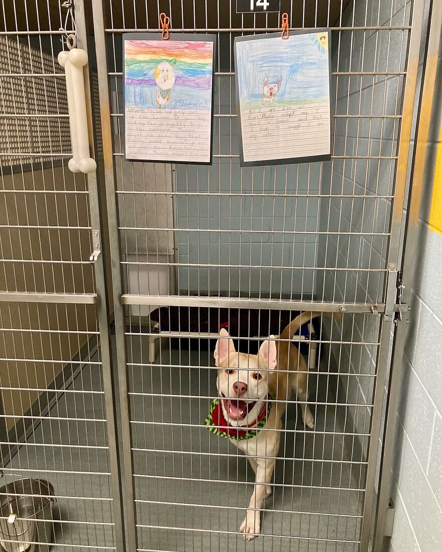 Second Graders Wrote Adorable Letters On Behalf Of Shelter Animals To Get Them Adopted, And It Worked