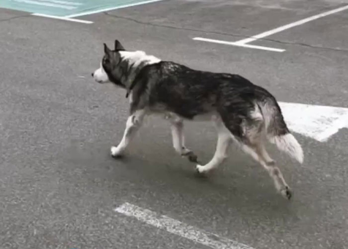 Wholesome Video Shows The Moment A Husky Is Reunited With Its Owner In Bucha, Ukraine, After Separation Caused By Russian Attacks
