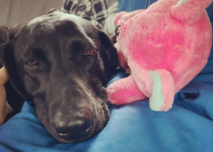 Neighbor Covertly Plays Fetch With Dog But Gets Caught By Owner Amid Wholesome Act Neighbor Covertly Plays Fetch With Dog But Gets Caught By Owner Amid Wholesome Act