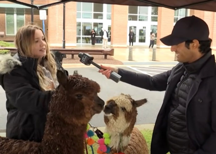 Johnny Depp&rsquo;s Fan Brought Two Emotional Support Alpacas Outside The Court To &ldquo;Brighten His Day&rdquo;
