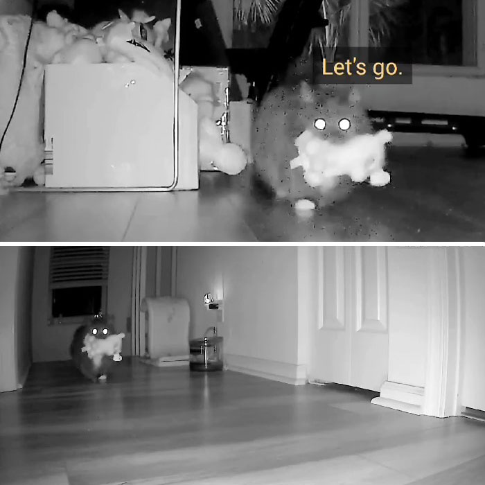 Kitty Becomes Internet Sensation After His Mom Catches Him Stealing Her Daughter&rsquo;s Toys With Hidden Cameras