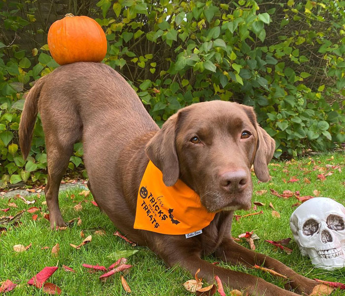 &ldquo;It&rsquo;s Always The Dads Who Didn&rsquo;t Want A Dog That End Up Loving Them The Most&rdquo;: Dad Wears An E Collar To Lift His Pup&rsquo;s Spirits After Surgery